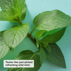 اي او اس - مرطب الشفاه الطبيعي بزبدة الشيا بنكهة النعناع الحلو 7 جم